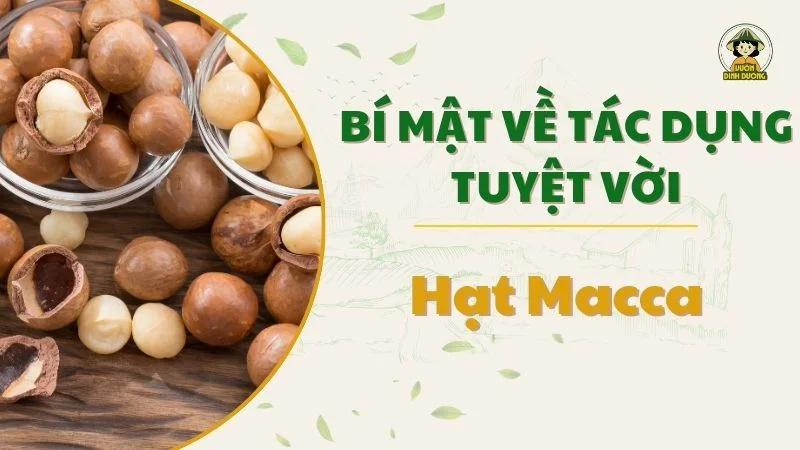 Bí mật về tác dụng tuyệt vời của hạt macca