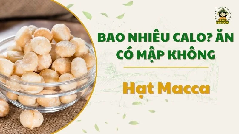 Hạt macca bao nhiêu calo? Ăn có mập không