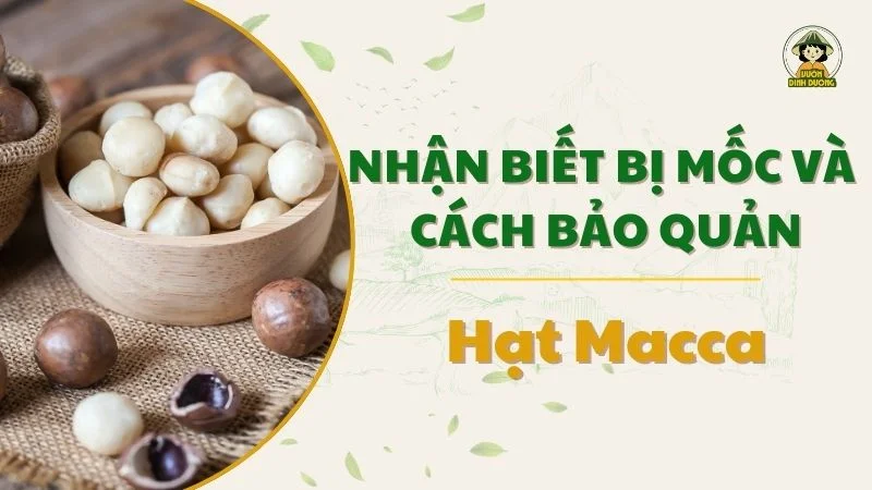 Nhận biết hạt macca bị mốc và cách bảo quản